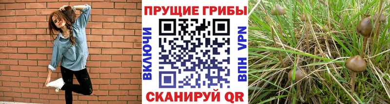 Псилоцибиновые грибы Magic Shrooms  Усть-Лабинск 